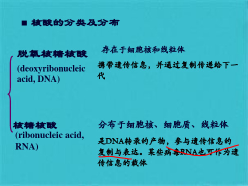 核酸的结构与功能 (共98张PPT)