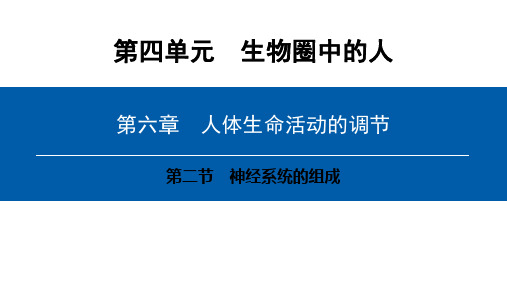 七年级生物下册 第四单元 第六章 第二节 神经系统的组成课件 (新版)新人教版