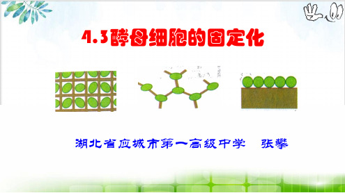 [人教版]《酵母细胞的固定化》PPT课件1