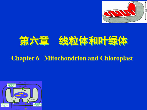 细胞生物学 翟中和编 第6章 线粒体和叶绿体课件