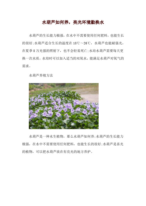 水葫芦如何养,亮光环境勤换水