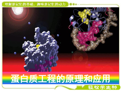 3-4 蛋白质工程的原理和应用-高二生物课件(人教版2019选择必修3)