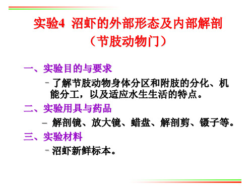 实验4 沼虾的外部形态及内部解剖(节肢动物门)