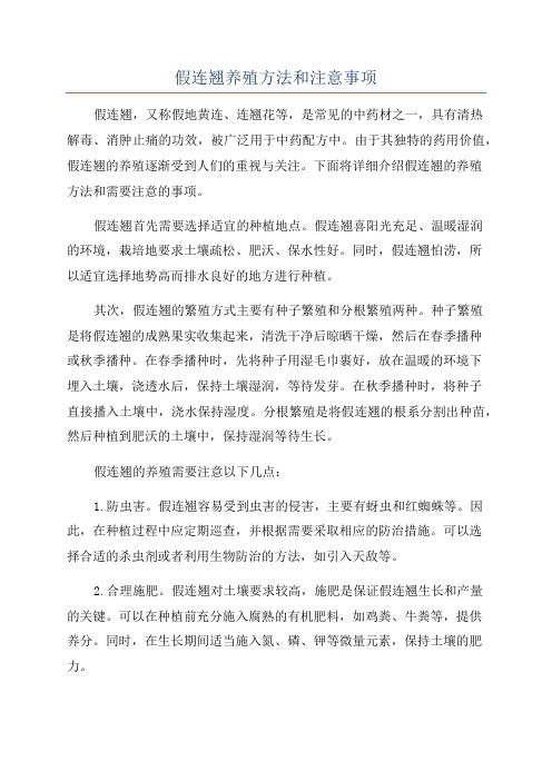 假连翘养殖方法和注意事项