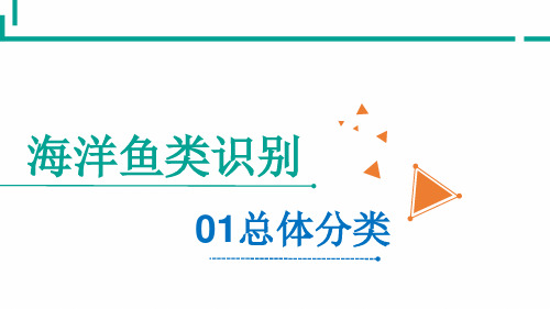 海洋鱼类识别—软骨鱼纲的识别(海洋生物识别课件)