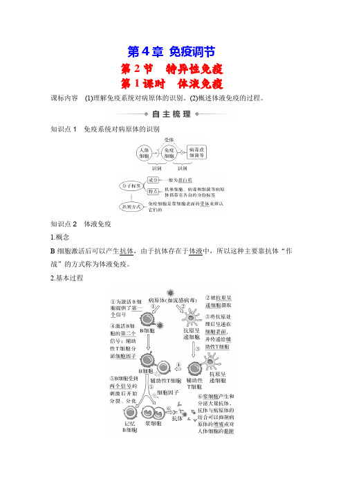 第4章 免疫调节 第2节 特异性免疫 第1课时 体液免疫