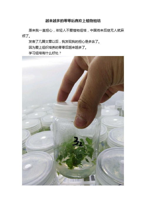 越来越多的零零后喜欢上植物组培