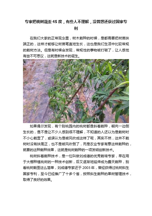 专家把桃树栽歪45度，有些人不理解，没曾想还获过国家专利