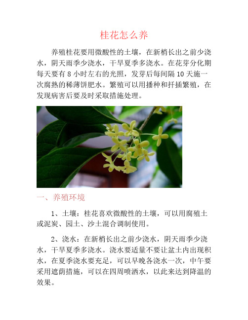 桂花怎么养-养花技巧