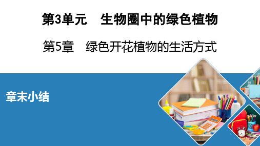 北师大生物七年级上册绿色开花植物的生活方式章末小结