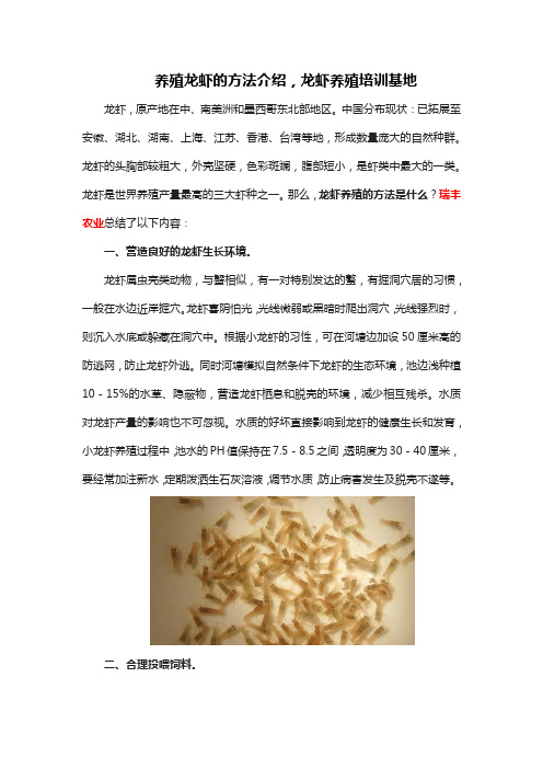 养殖龙虾的方法介绍,龙虾养殖培训基地