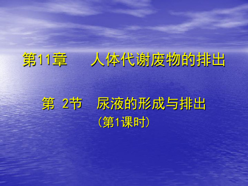 北师大版生物七年级下册4.11.2尿液的形成与排出 第一课时 课件(共33张PPT)