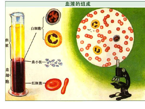 生物七下期末总复习课件_PPT课件