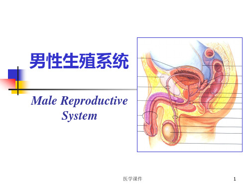 组织学与胚胎学--男性生殖系统 PPT课件