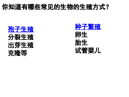 植物的生殖-ppt课件