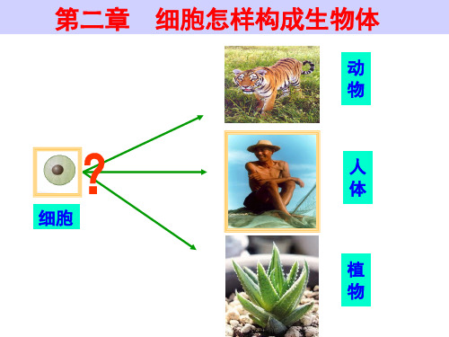 动物体的结构层次PPT课件