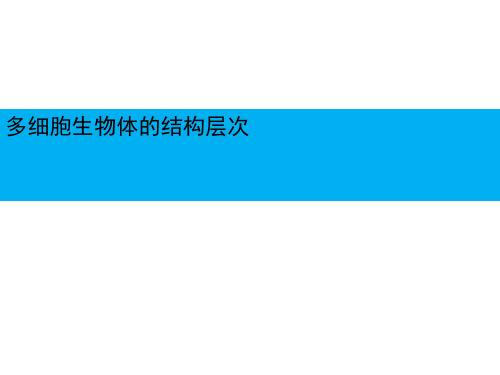 济南版生物七年级上册 1.2.3 多细胞生物体的结构层次 课件 (1)