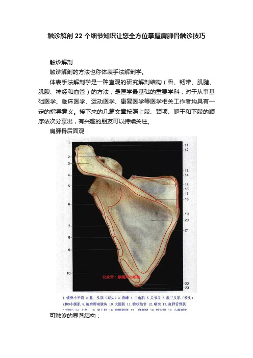 触诊解剖22个细节知识让您全方位掌握肩胛骨触诊技巧