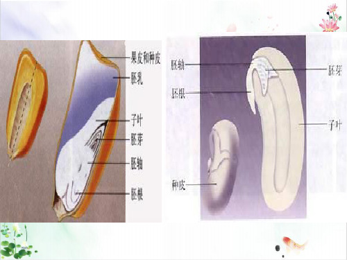 人教版《尝试对生物进行分类》(完整版)课件