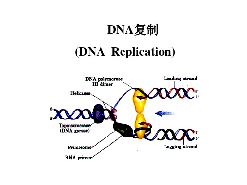 DNA复制过程解析