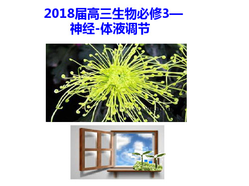 2018届高三生物必修3--神经体液调节