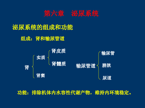 【医学PPT课件】泌尿系统的组成和功能