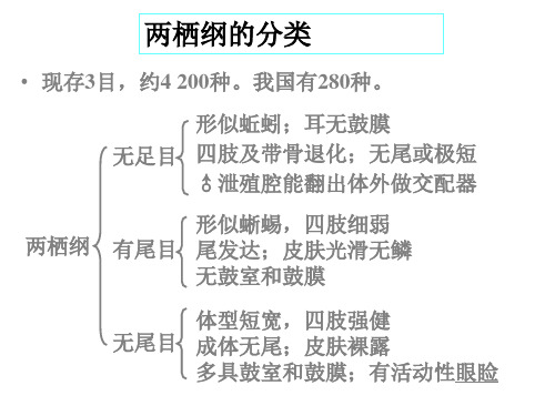 两栖纲的分类