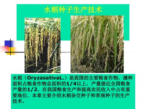 水稻种子生产技术培训教材(PPT 51页)