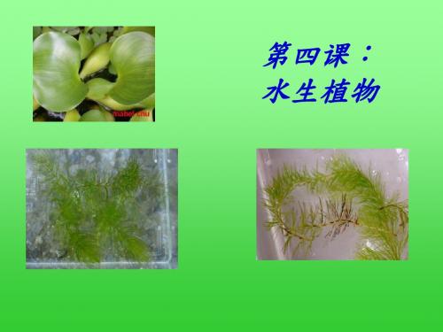 三年级上册科学实用课件-1.4 水生植物 教科版(共21张PPT)