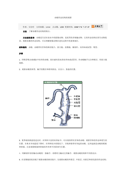 水螅形态结构的观察