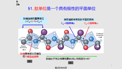 蛋白质结构与功能