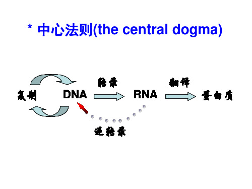 遗传信息传递1.ppt