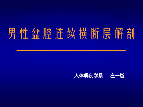 男性盆腔连续横断层解剖