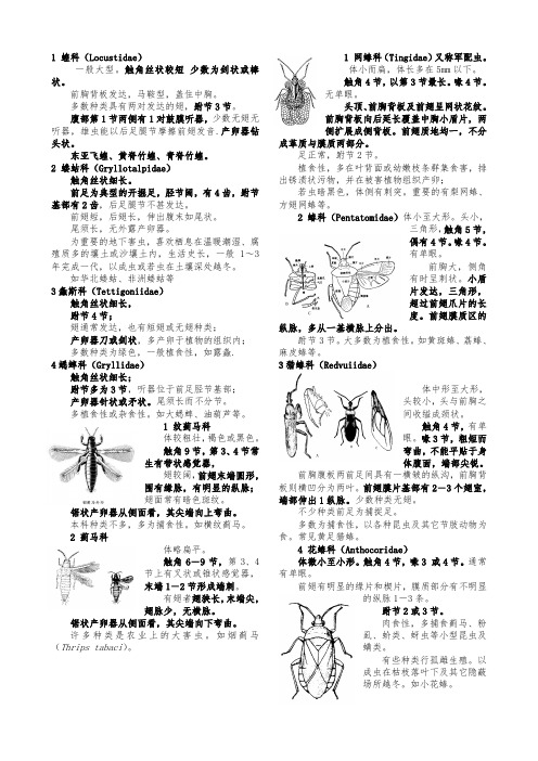 昆虫各科特征