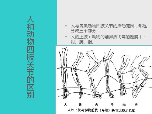 二维动画运动规律-蹄类走跑