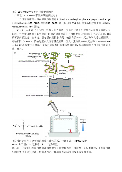 蛋白 SDS-PAGE纯度鉴定与分子量测定