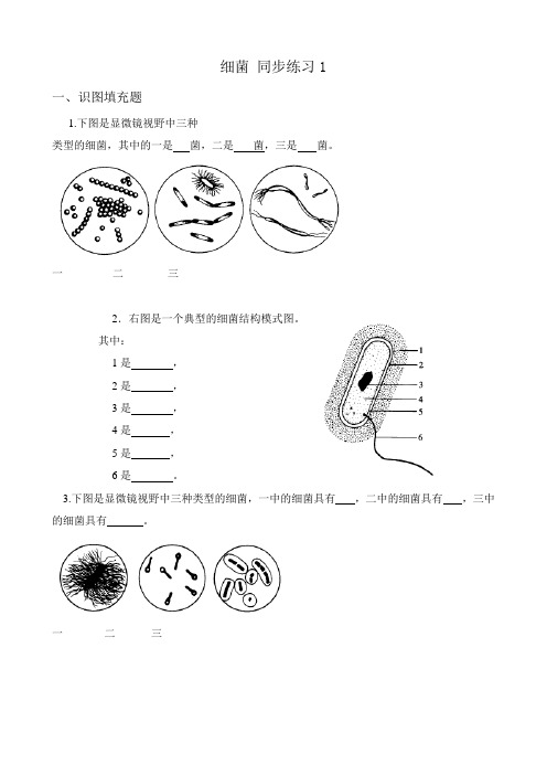 八年级生物新人教版细菌 同步练习1