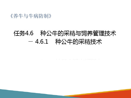 牛的繁殖种牛的饲养管理—种公牛的采精与饲养管理技术