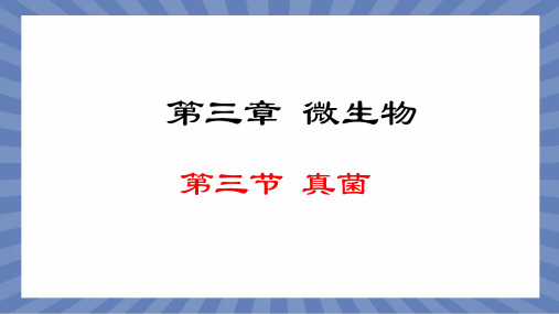 教学课件生物人教版(2024版)七年级上册2.3.3 真菌 课件03