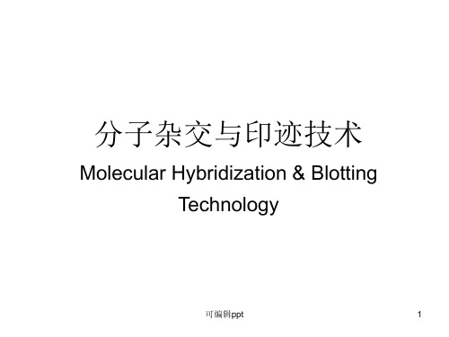 自学内容2分子杂交技术