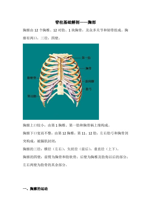 脊柱基础解剖——胸部