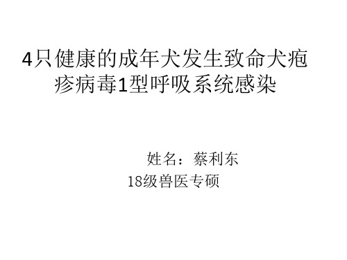 只健康的成年犬发生致命犬疱疹病毒型呼吸系统感染精品PPT课件