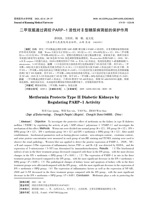 二甲双胍通过调控PARP-1活性对Ⅱ型糖尿病肾脏的保护作用