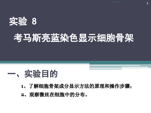 实验8  考马斯亮蓝染色显示细胞骨架