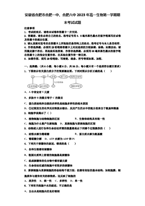 安徽省合肥市合肥一中、合肥六中2023年高一生物第一学期期末考试试题含解析