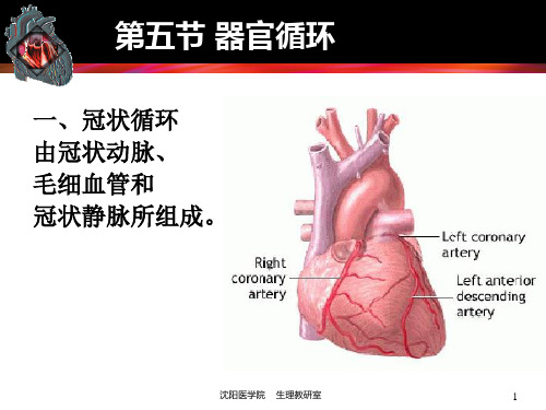 生理学：第五节 器官循环