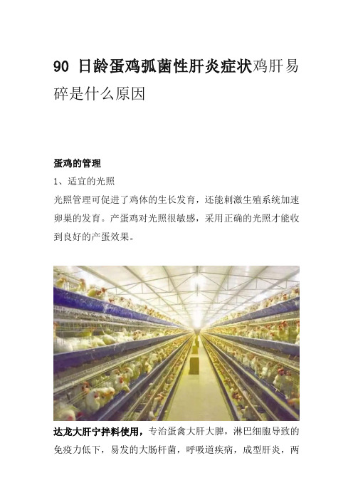 90日龄蛋鸡弧菌性肝炎症状鸡肝易碎是什么原因