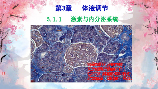 3.1.1激素与内分泌系统课件高二上学期生物人教版选择性必修1