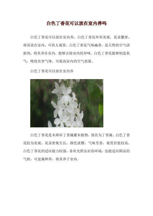 白色丁香花可以放在室内养吗