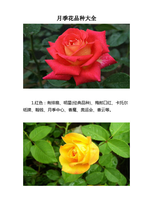 月季花品种大全